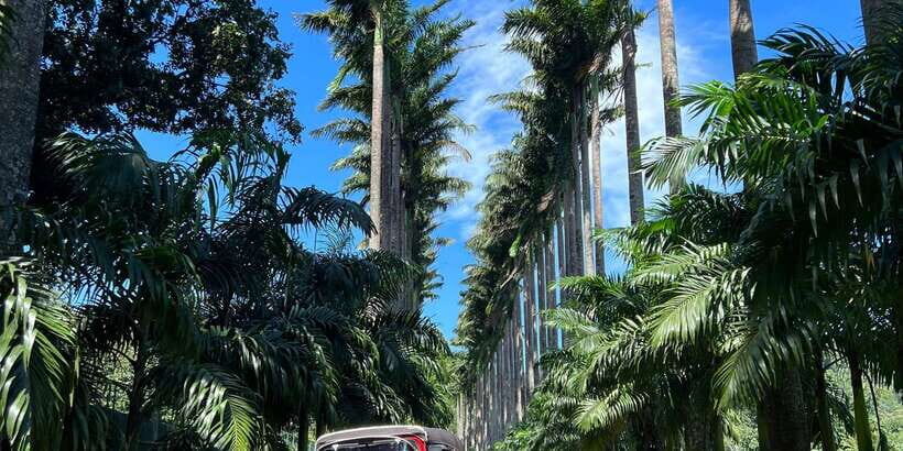 Kandy privet day tour with pinnawala and Tea plantation - Peradeniya Royal Botanic Gardens and Kandy Lake: the calm reset