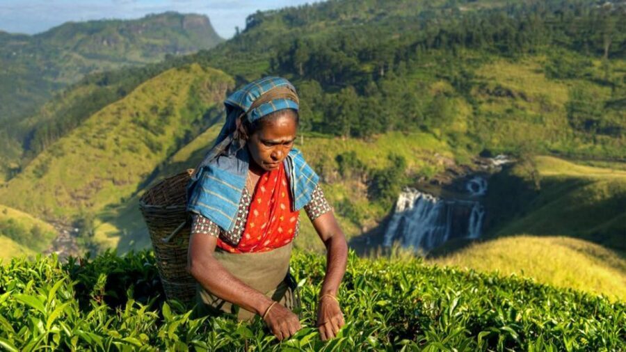 Kandy: Shanthipura and Nuwara Eliya - Nuwara Eliya: lunch your way and a British-era stroll
