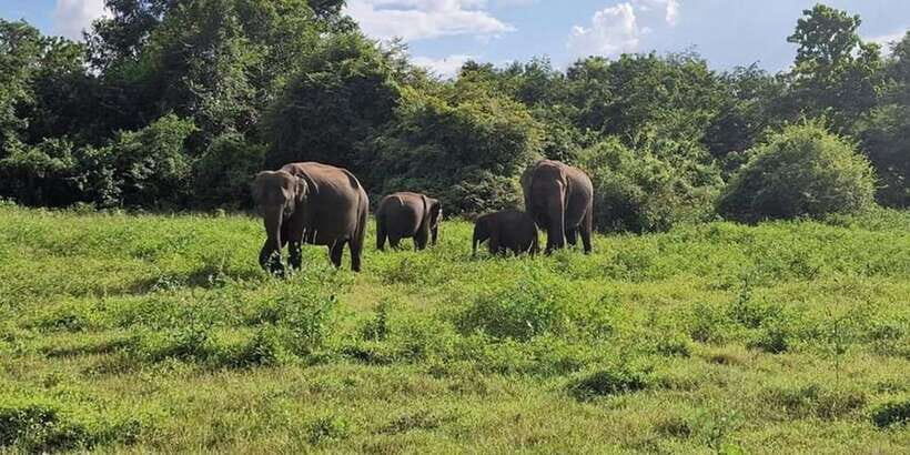 Kandy: Sigiriya, Dambulla & Wildlife Safari Private Tour - Key Things I’d Bet You’ll Care About