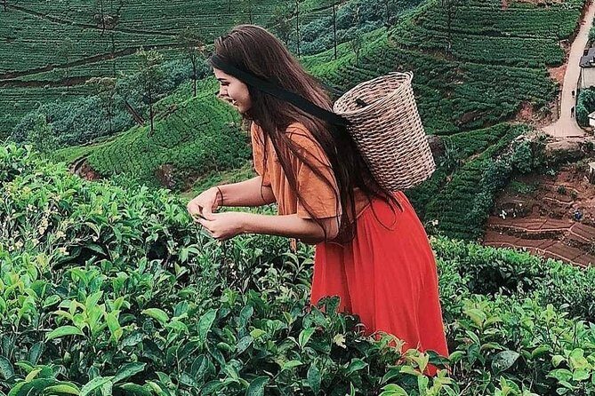 Kandy to Nuwara Eliya Day Tour - Kandy to Nuwara Eliya: why this route feels worth a full day