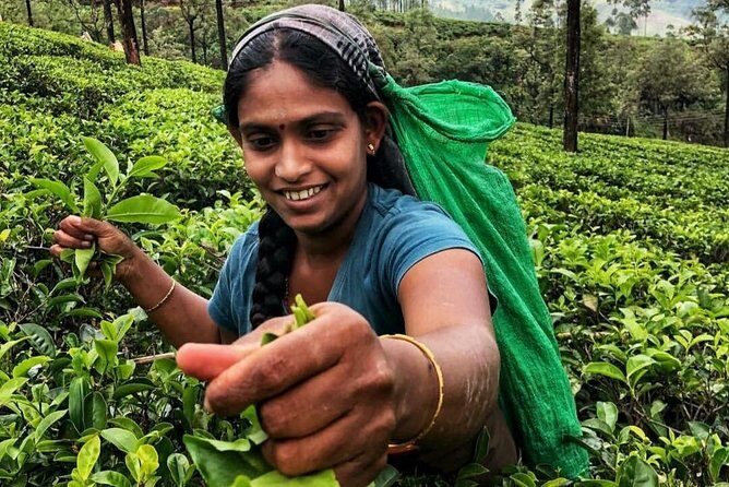 Kandy to Nuwara Eliya Day Tour - Food, timing, and the reality of a packed day