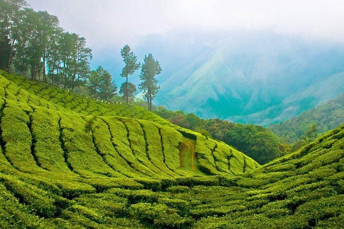 Kandy to Nuwara Eliya Day Trip – Little England & Tea Country - Why this Kandy to Nuwara Eliya trip is good value at $30