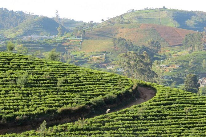 Kandy to Nuwara Eliya Day Trip – Little England & Tea Country - Who should book this day trip?