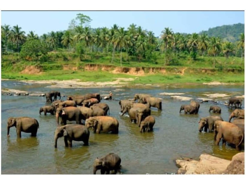 Kandy to Pinnawala Guided Day Tours by Local - How the tuk-tuk route strings together Kandy, elephants, tea, and crafts