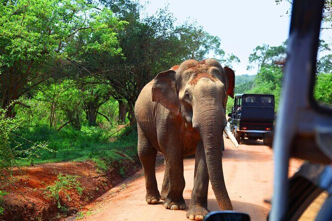 Kandy to Sigiriya and Dambulla Safari Day Tour - Private A/C transport, bottled water, and a driver you can trust