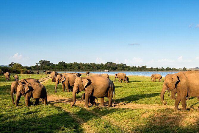 Kandy to Trincomalee Shuttle & Safari Drive - What You’re Actually Looking For on Safari