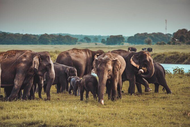 Kandy to Trincomalee Shuttle & Safari Drive - Snacks, Water, and the Real Timing of an 8-Hour Day