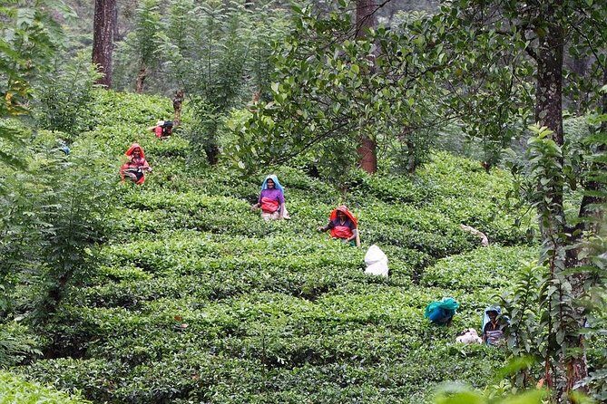 kandy waterfalls day tour - Key takeaways before you go