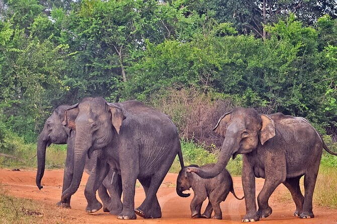 Kanneliya Rain Forest Tour - Wildlife spotting: what to expect and how to make it work