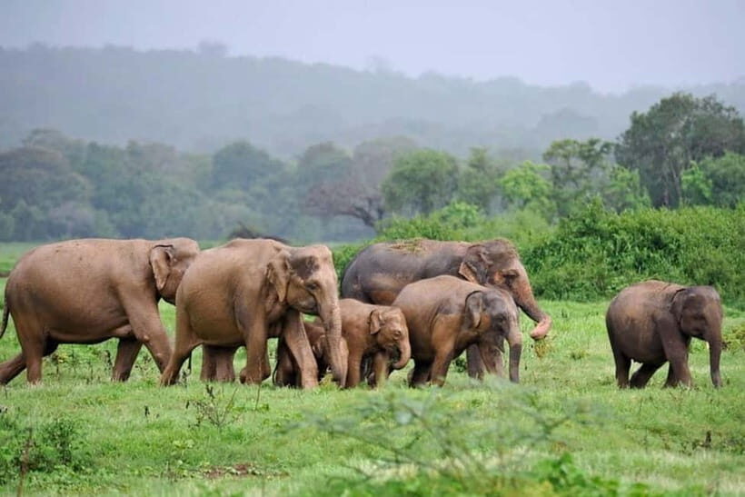 Kaudulla National Park Half-Day Safari with Expert - Kaudulla’s elephant game plan in a tight 4 hours