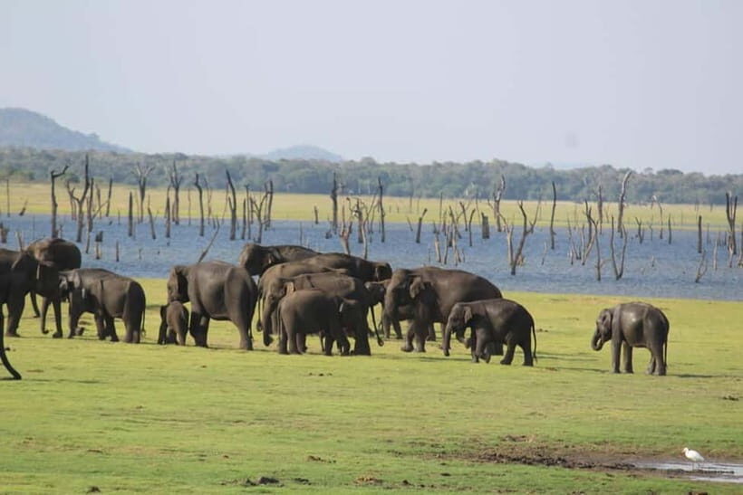 Kaudulla National Park Half-Day Safari with Expert - Getting picked up: easy start from Sigiriya, Habarana, and Dambulla