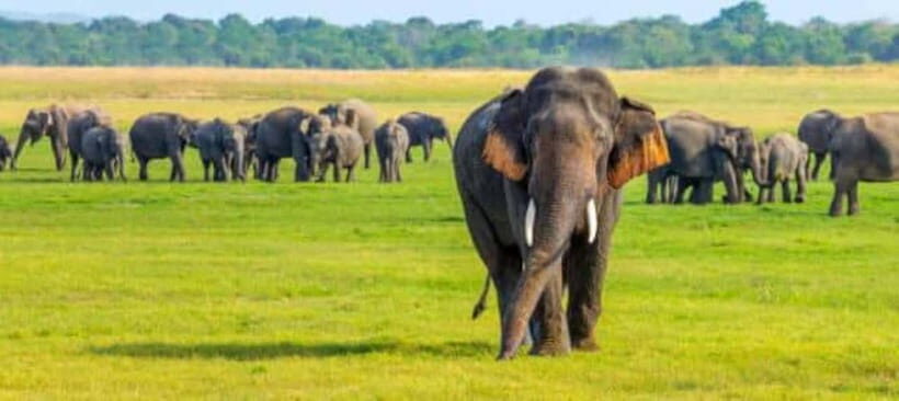 Kaudulla National Park Half-Day Safari with Expert - What you’re likely to see: elephants, birds, crocodiles, and more