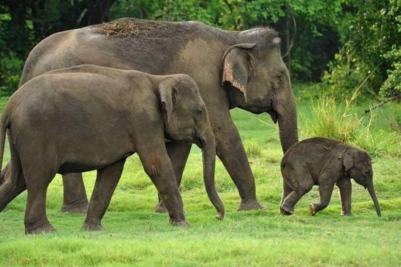 Kaudulla National Park Half-Day Safari with Expert - Price and value: what $34 covers, and what it doesn’t