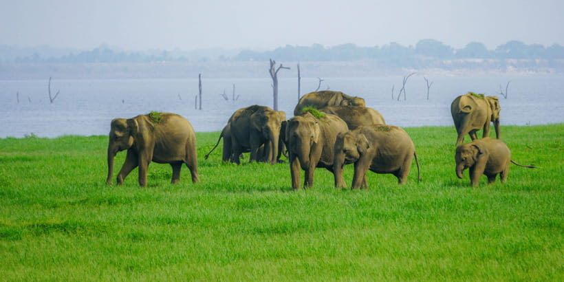 Kaudulla National Park Half Day Sri Lanka Jeep Safari - Key Things That Make This Safari Worth Your Time