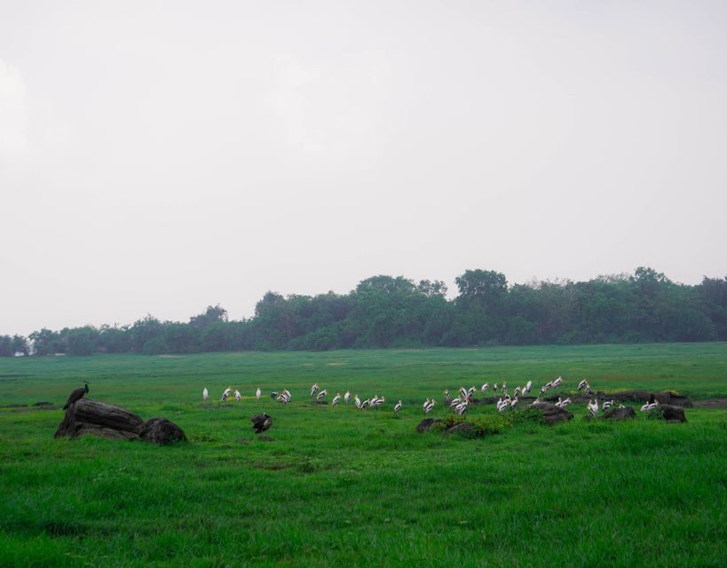Kaudulla National Park Half Day Sri Lanka Jeep Safari - Price and Value: The Entrance Fee Surprise