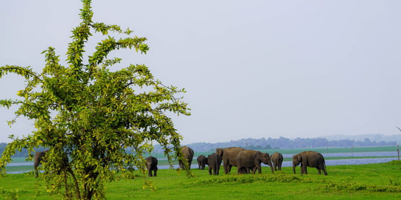Kaudulla National Park Half Day Sri Lanka Jeep Safari - Pickup From Sigiriya (and Nearby): What Makes It Easy