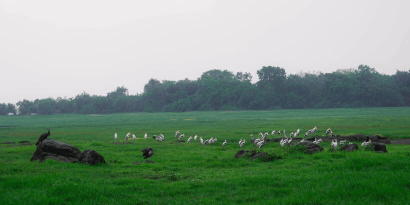 Kaudulla National Park Half Day Sri Lanka Jeep Safari - Into the Park: The 3-Hour Game Drive Rhythm