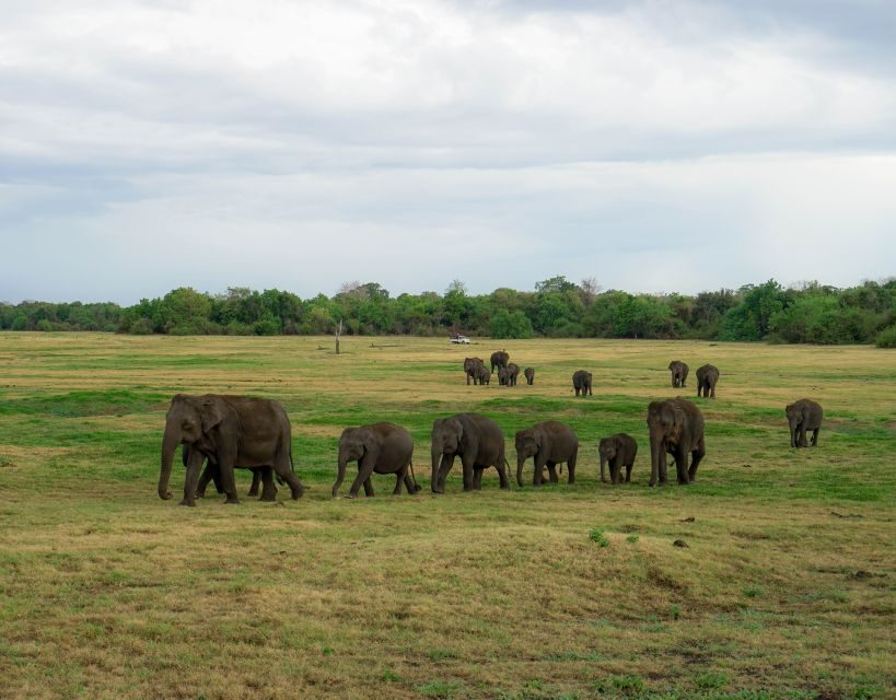Kaudulla National Park Half Day Sri Lanka Jeep Safari - Elephant Gathering Viewing: How Guides Help You See More