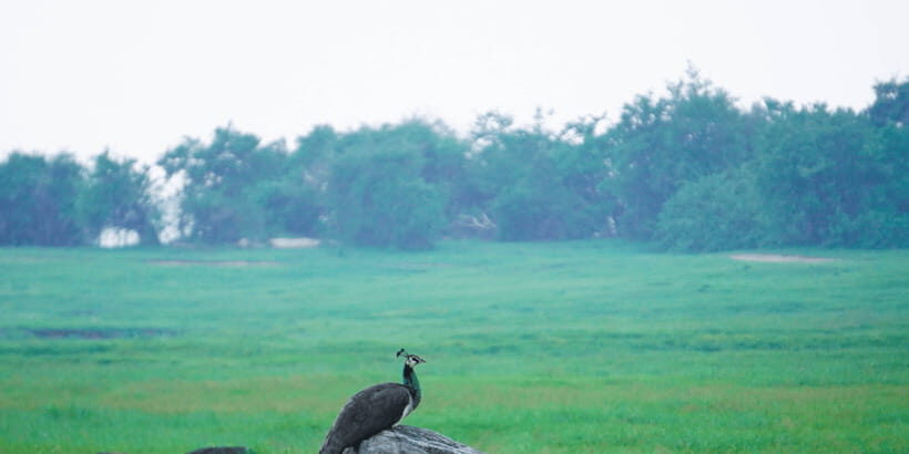 Kaudulla National Park Half Day Sri Lanka Jeep Safari - Photography, Comfort, and Camera Setup That Actually Works