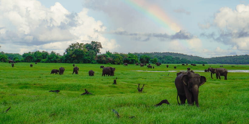 Kaudulla National Park Half Day Sri Lanka Jeep Safari - What Else You Might Spot Besides Elephants