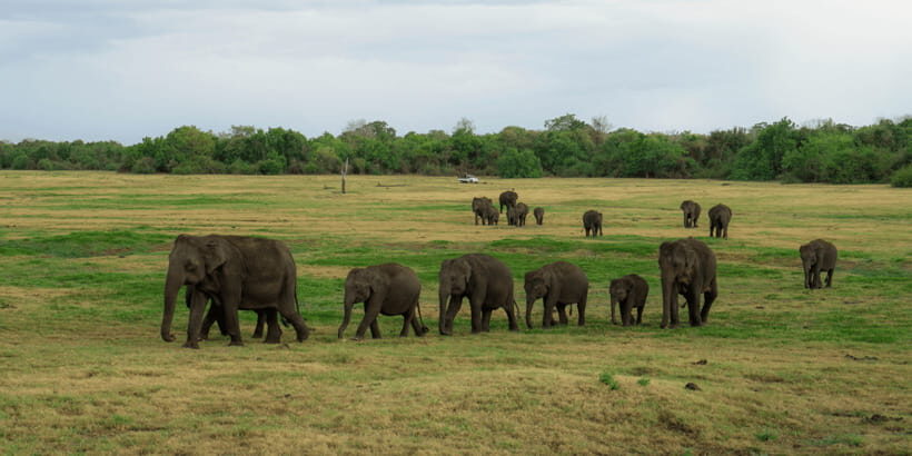 Kaudulla National Park Half Day Sri Lanka Jeep Safari - Rain, Flooding, and the Reality of Changing Plans