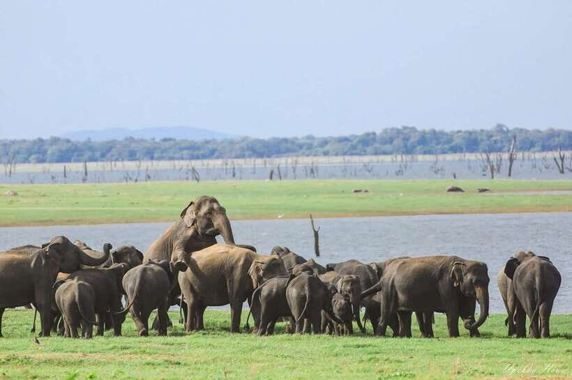 Kaudulla National Park Private Elephant & Wildlife Safari - Respect-first guiding: why calm spotting gives you better results