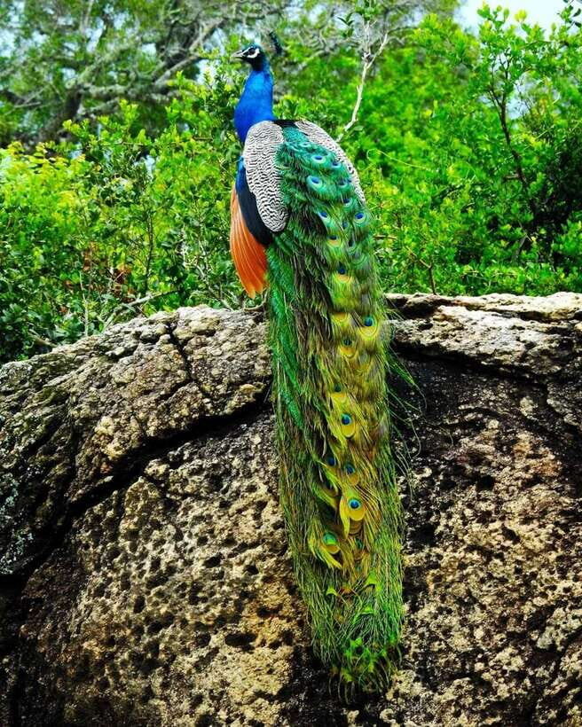 Kaudulla National Park Private Elephant & Wildlife Safari - Should you book the Kaudulla Private Elephant & Wildlife Safari?