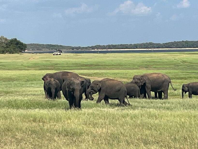 Kaudulla National Park: Private Safari - Key things I’d plan around