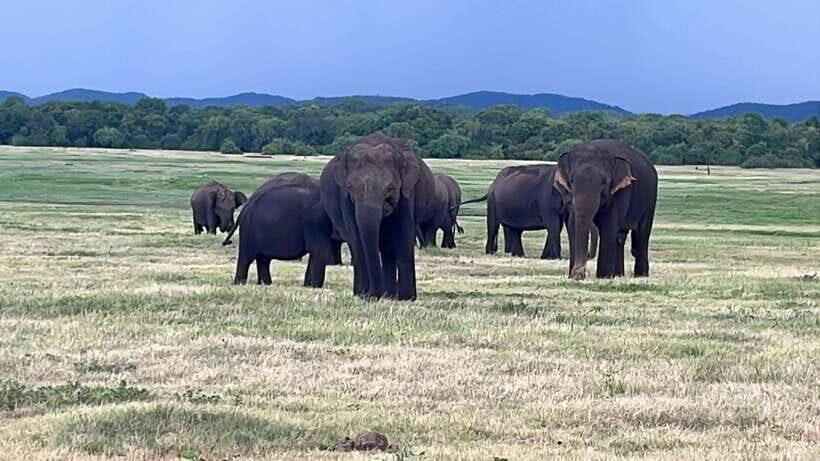 Kaudulla National Park: Private Safari - Kaudulla Tank: The Elephant Magnet Behind This Private Safari