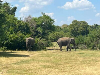 Kaudulla National Park: Private Safari - Starting in Habarana and heading into the park loop