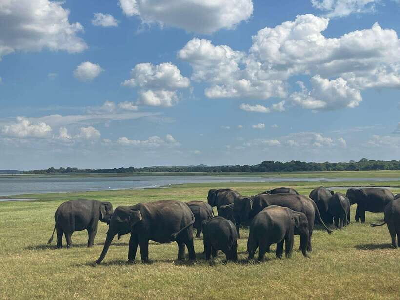 Kaudulla National Park: Private Safari - Wildlife Odds in Kaudulla: Elephants First, Then Watch the Edges