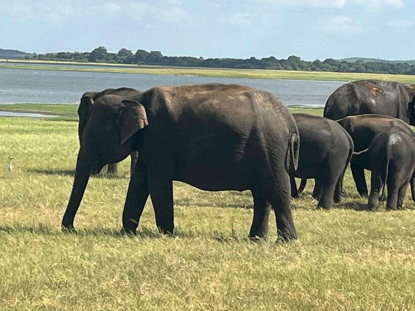 Kaudulla National Park: Private Safari - Birds at Dusk: Why This Park Feels Different From Other Safaris