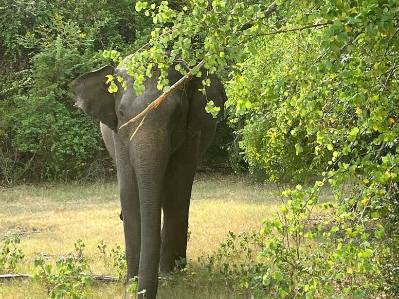 Kaudulla National Park: Private Safari - Getting There: Pickup Within 5 km and Meeting at the Gate