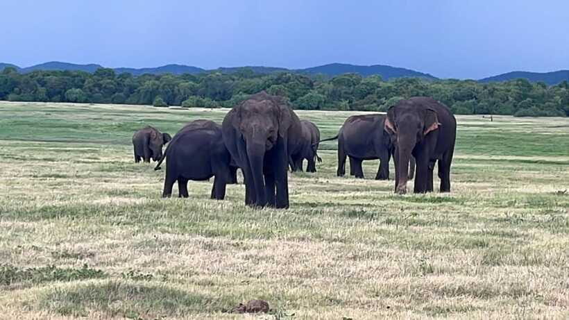 Kaudulla National Park: Private Safari - What to Bring: Your Best Shot at Comfort and Photos