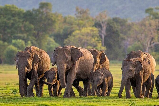 Kaudulla National Park Safari | Jeep with Tickets - Key highlights you’ll actually feel during the safari