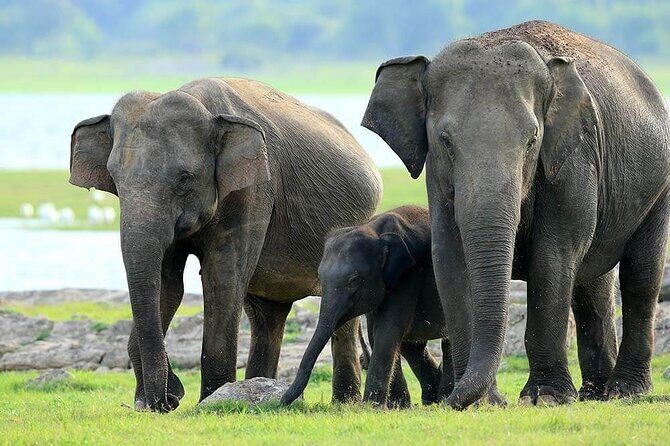 Kaudulla National Park Safari | Jeep with Tickets - What your $79 ticket includes (and why that’s part of the value)