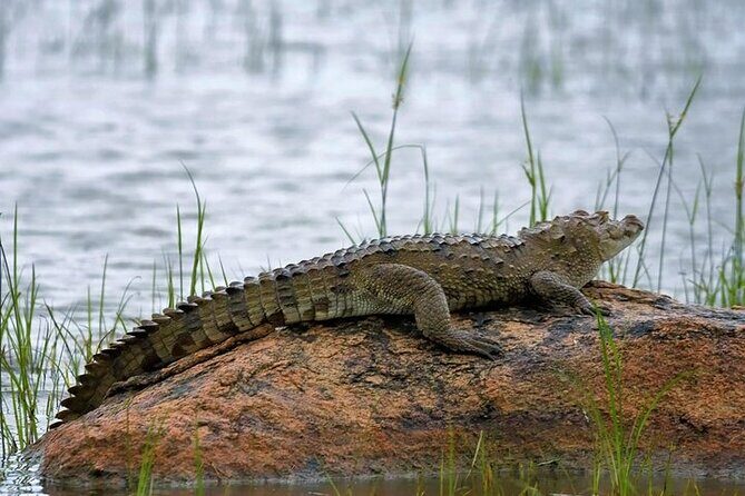 Kaudulla National Park Safari | Jeep with Tickets - Kaudulla National Park: what you’re looking for in the real world
