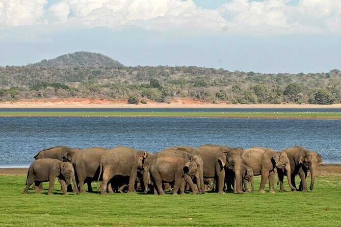 Kaudulla National Park Safari [private , full package] - Why Kaudulla National Park works for elephant sightings