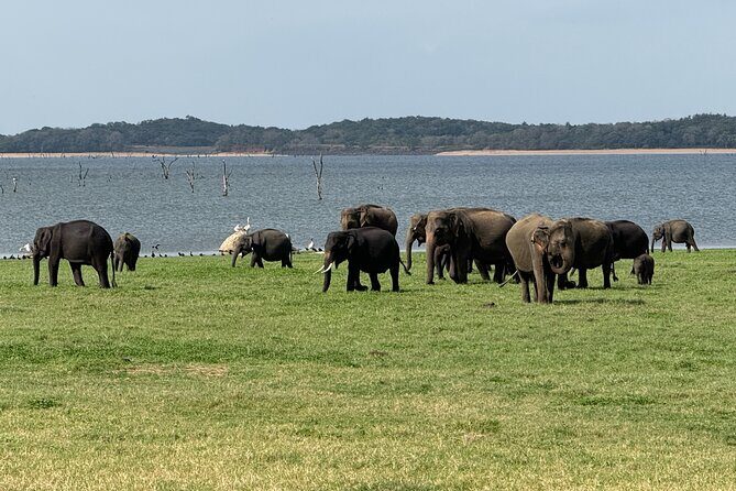 Kaudulla National Park Safari [private , full package] - Stop 1 at Kaudulla National Park: what you’ll look for