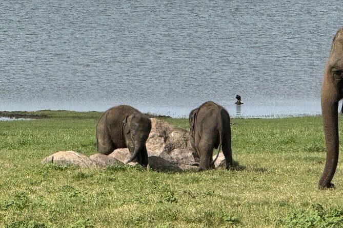 Kaudulla National Park Safari [private , full package] - What’s in the full package (and what you should plan around)
