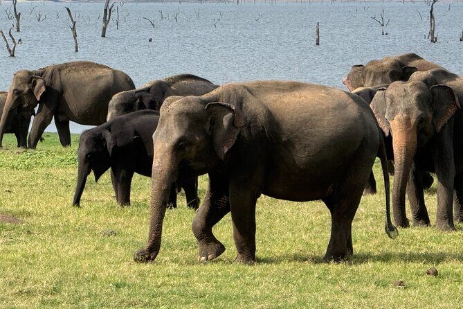 Kaudulla National Park Safari [private , full package] - Price and value: what $110 per person really buys