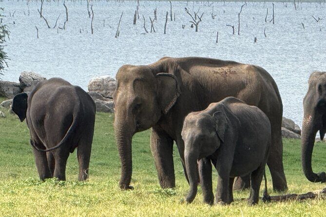 Kaudulla National Park Safari [private , full package] - Who should book this Kaudulla private safari