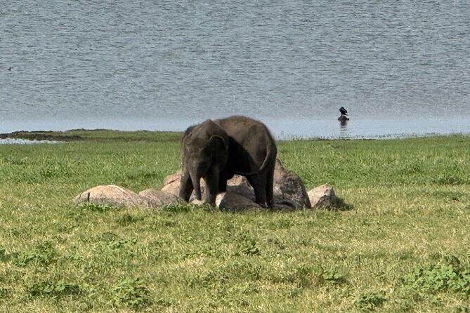 Kaudulla National Park Safari [private , full package] - FAQ