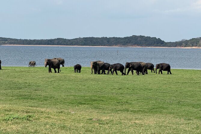 Kaudulla National Park Safari [private , full package] - The private jeep experience: comfort, safety, and real guidance