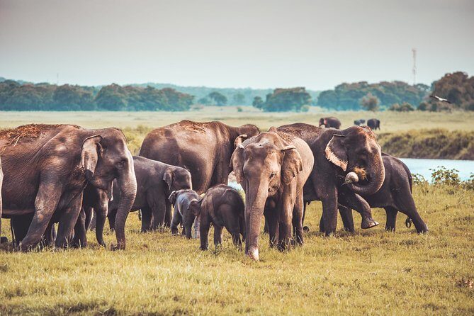 Kaudulla National Park Shared Safari - Kaudulla National Park safari: what makes this one work