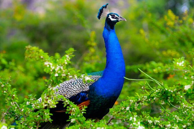 Kaudulla National Park Shared Safari - Wildlife targets: elephants first, then the smaller stuff that makes the day