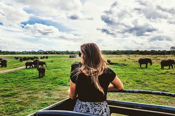Kaudulla National Park Shared Safari - Morning vs afternoon: when to book for elephants and birds
