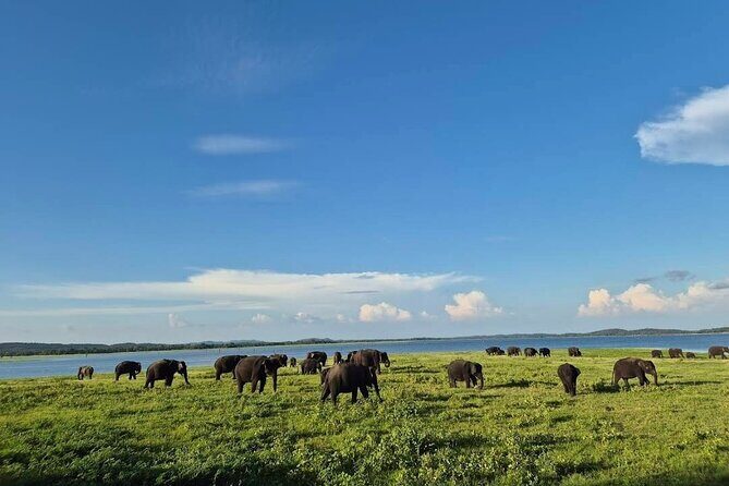 Kaudulla Safari Adventure - Elephant herds near the reservoir: the main event