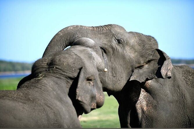 Kaudulla Safari Adventure - Price and value: what the $22 safari really means