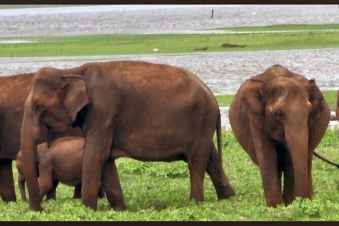 Kaudulla Safari Adventure - Timing, group size, and why it affects comfort